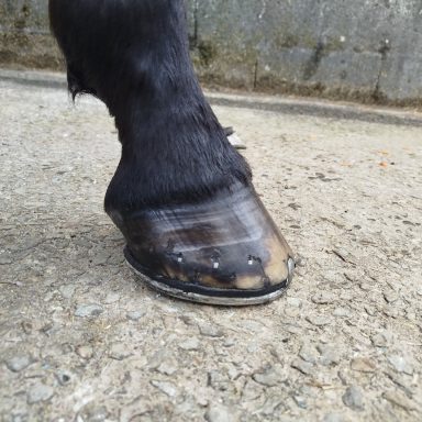 Ferrure pour trotteur avec plaque amortissante