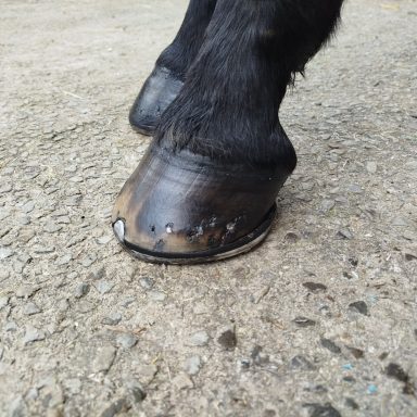 Ferrure pour trotteur avec plaque amortissante