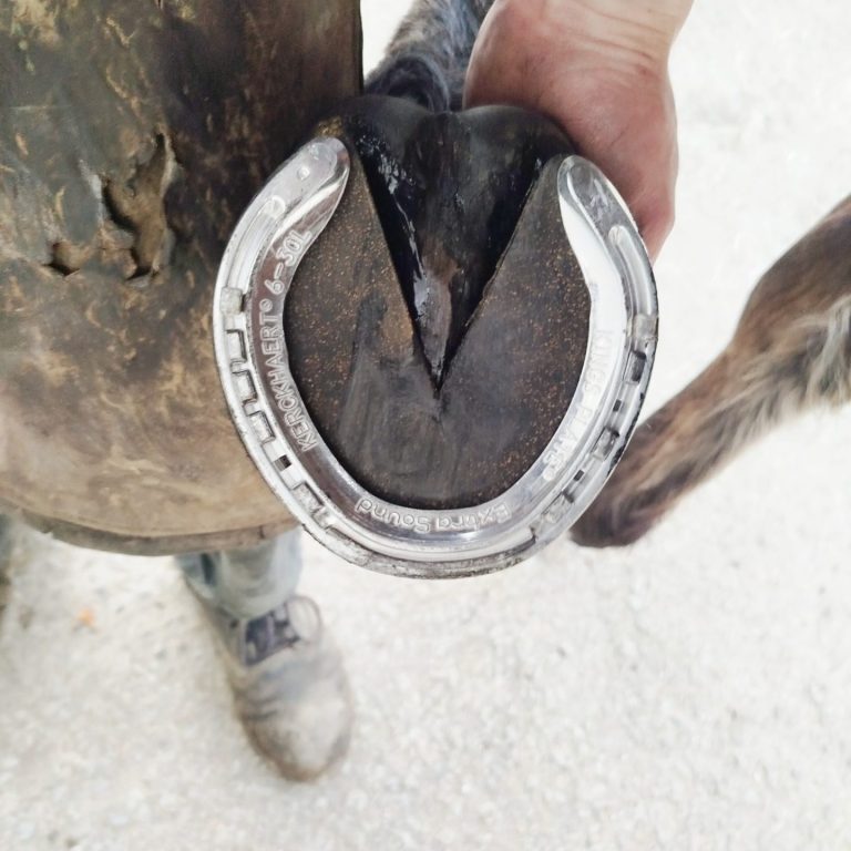 Ferrure pour trotteur avec plaque amortissante